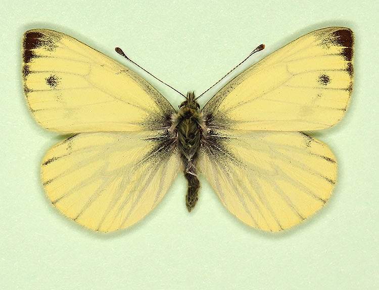 Pieris napi male (aberrant form sulphurea) (Internet Image property of respective owner, non-commercial use only)